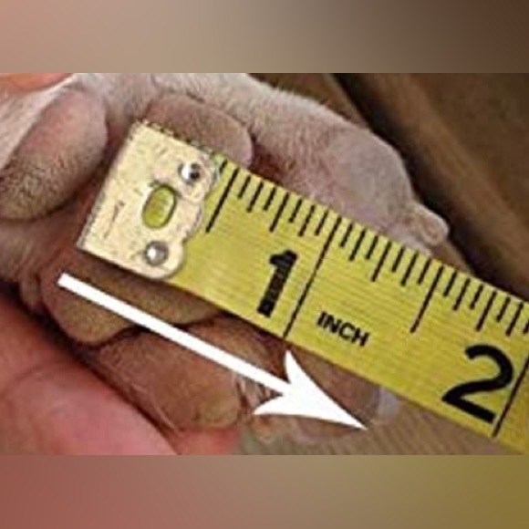 146. NWT Dog Quality Grippers Non-Slip Dog Socks (M) - Picture 12 of 14